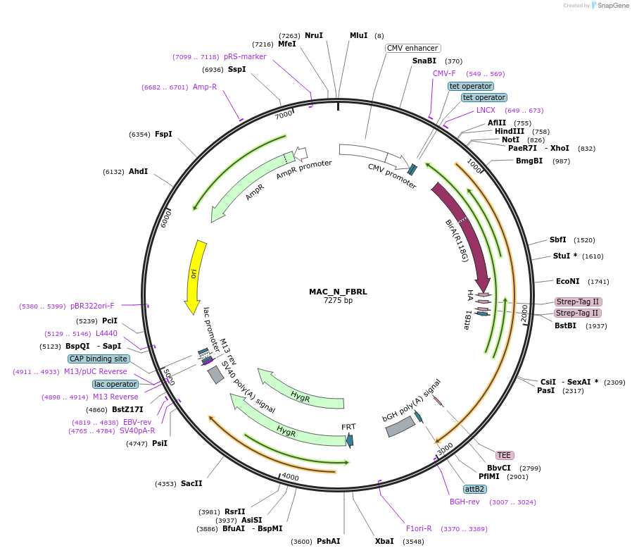 111686-plasmid-map-sequence-id-212859