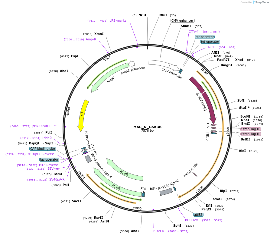 111687-plasmid-map-sequence-id-212860