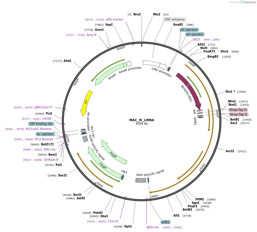 111688-plasmid-map-sequence-id-212862