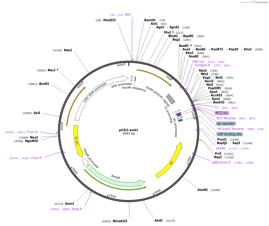 107594-plasmid-map-sequence-id-212865