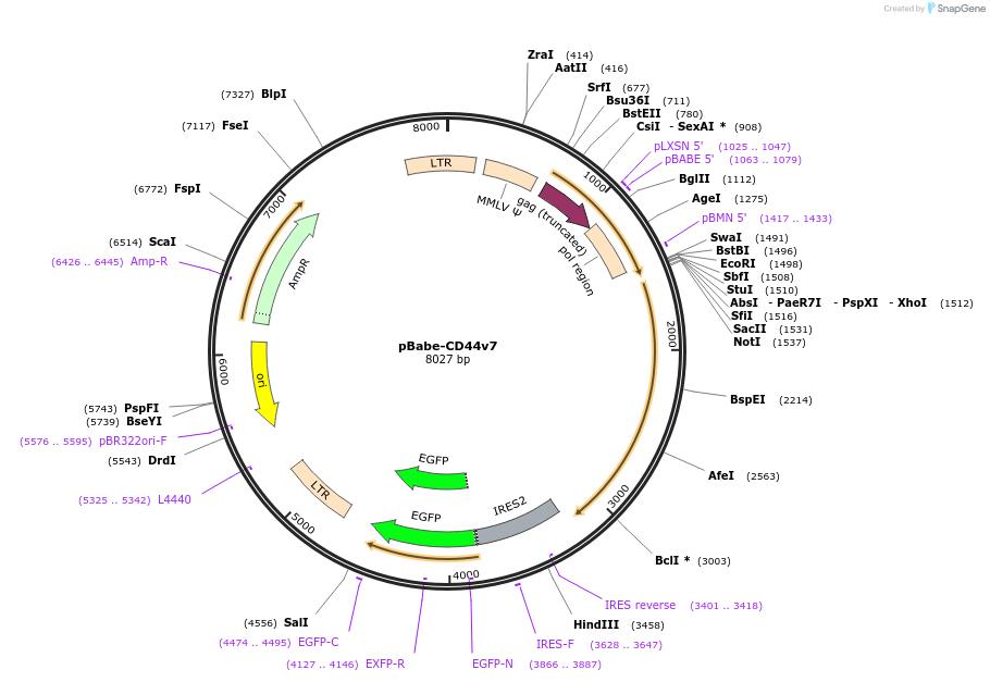 107971-plasmid-map-sequence-id-212867