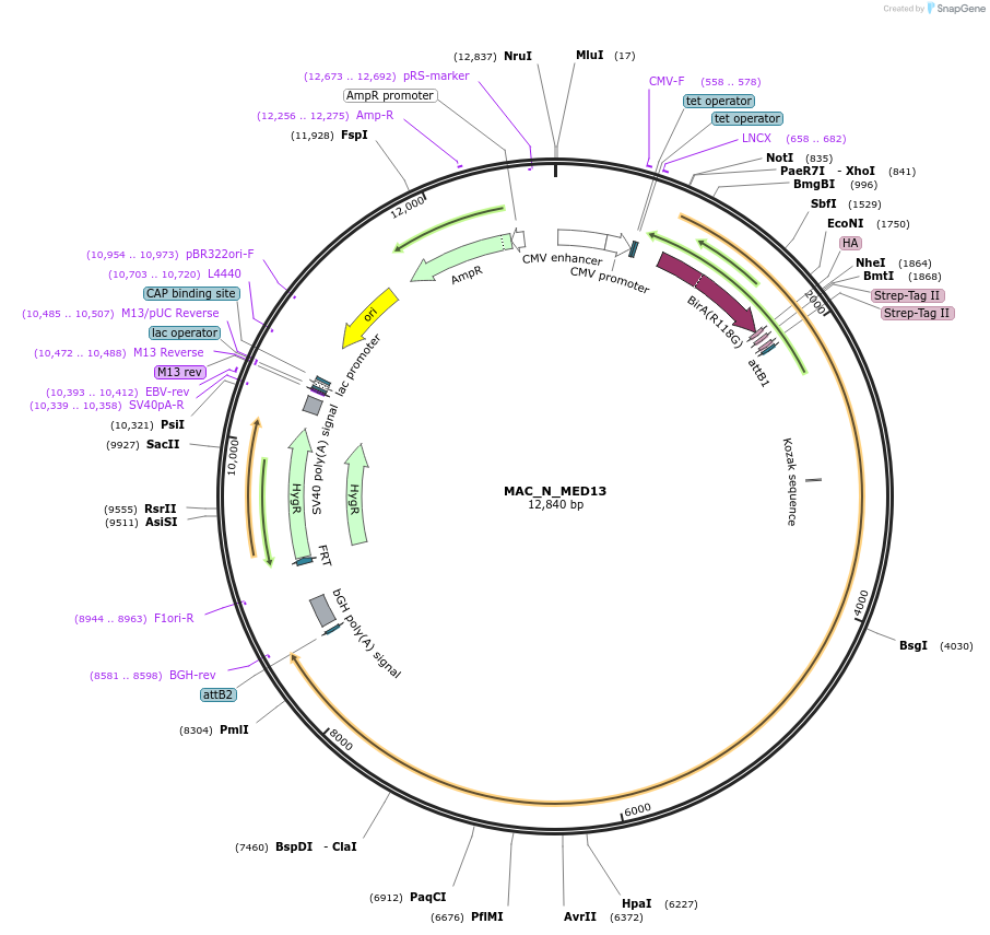111689-plasmid-map-sequence-id-212868