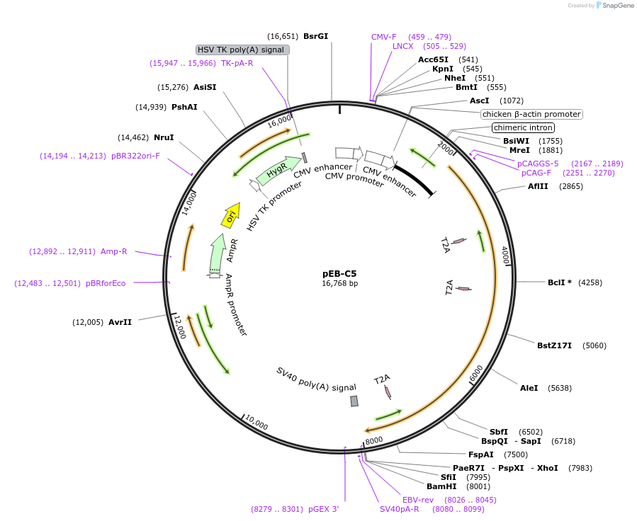 28213-plasmid-map-sequence-id-212873
