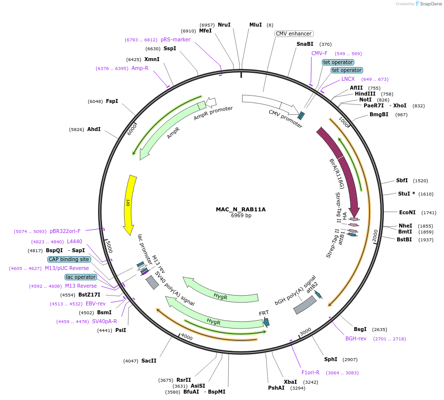 111691-plasmid-map-sequence-id-212874