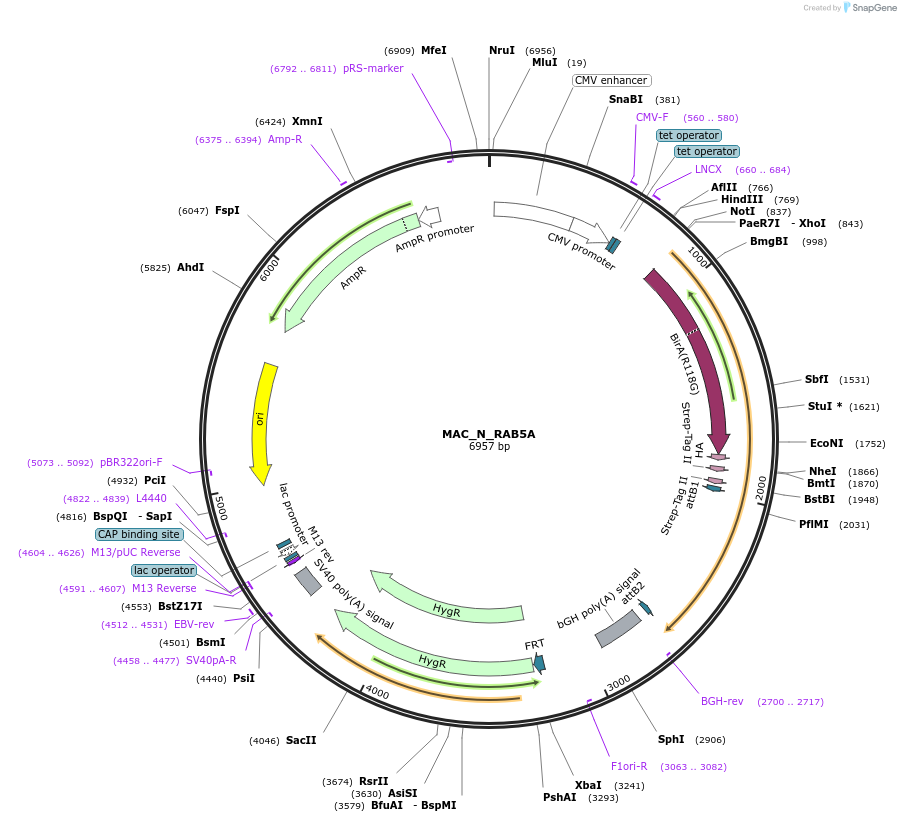 111692-plasmid-map-sequence-id-212876
