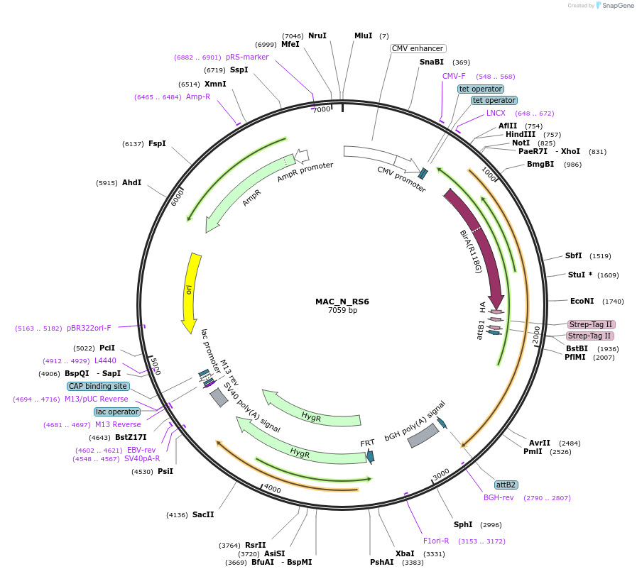 111694-plasmid-map-sequence-id-212878