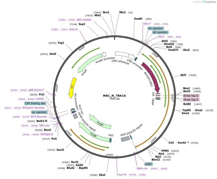 111695-plasmid-map-sequence-id-212881