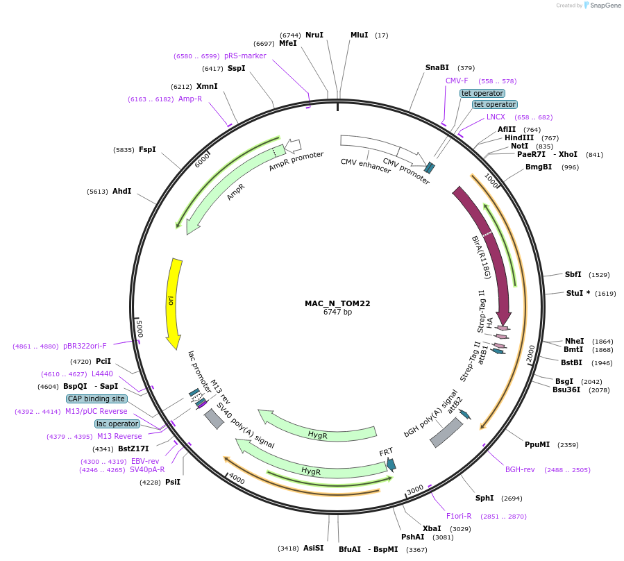 111697-plasmid-map-sequence-id-212883