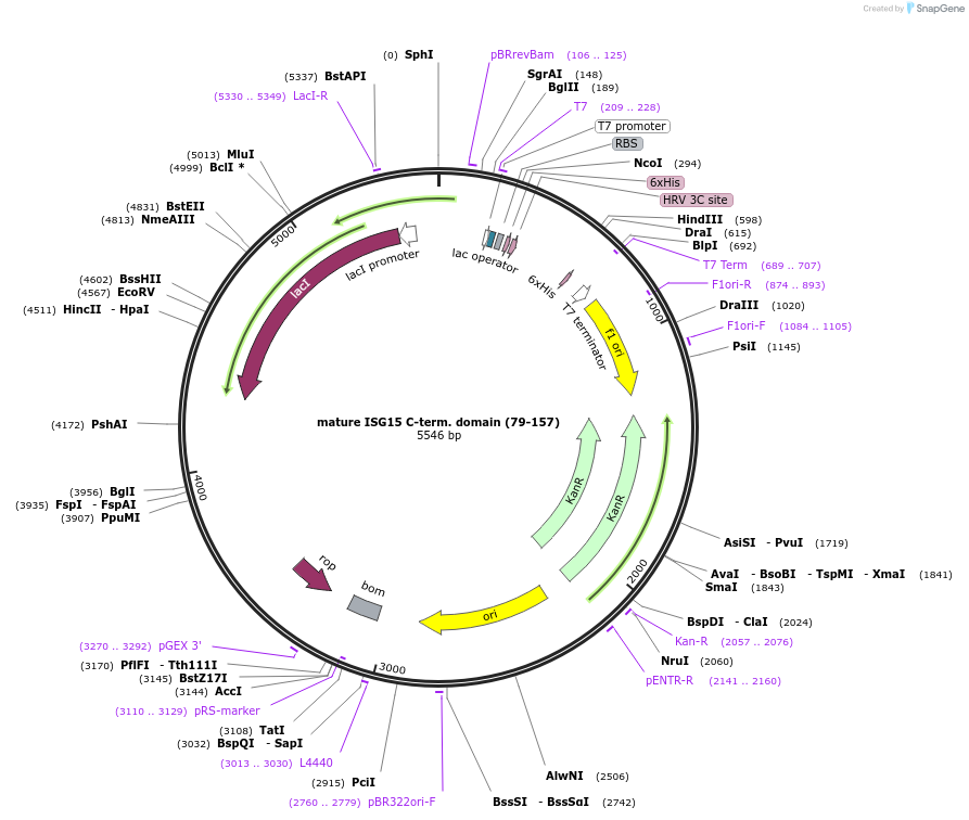 110764-plasmid-map-sequence-id-212887
