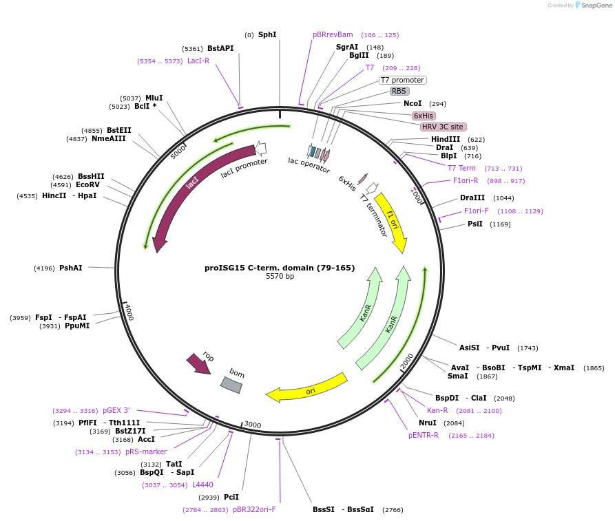 110763-plasmid-map-sequence-id-212889