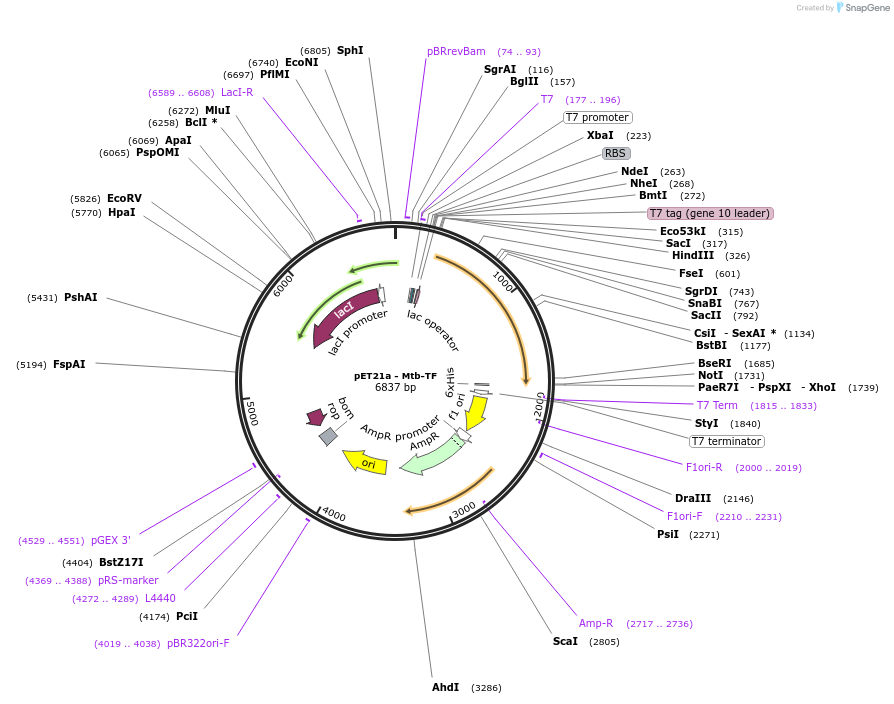 111513-plasmid-map-sequence-id-212890