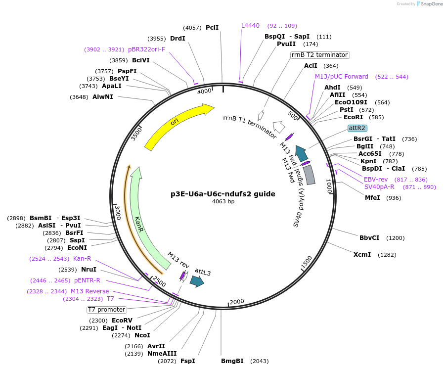 107601-plasmid-map-sequence-id-212895