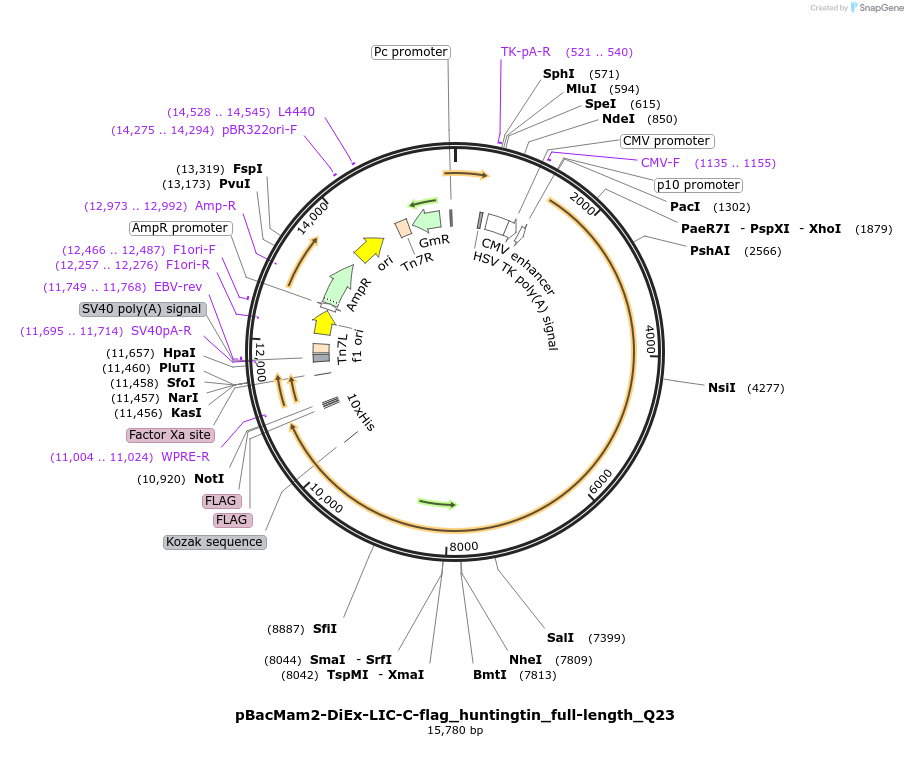 111726-plasmid-map-sequence-id-212896