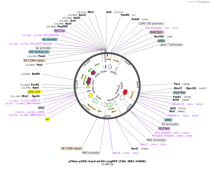 110143-plasmid-map-sequence-id-212901