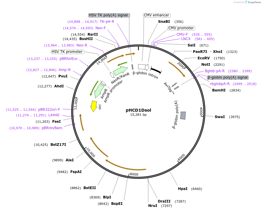 102955-plasmid-map-sequence-id-212913