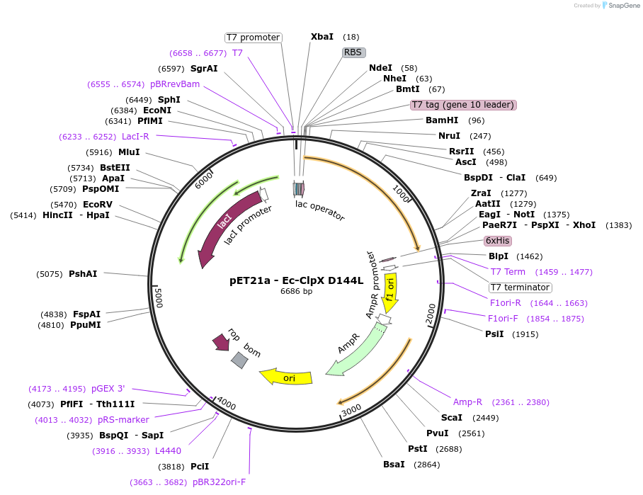 111514-plasmid-map-sequence-id-212919