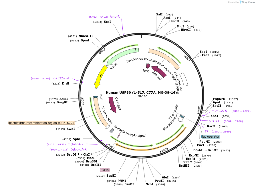 110749-plasmid-map-sequence-id-212929