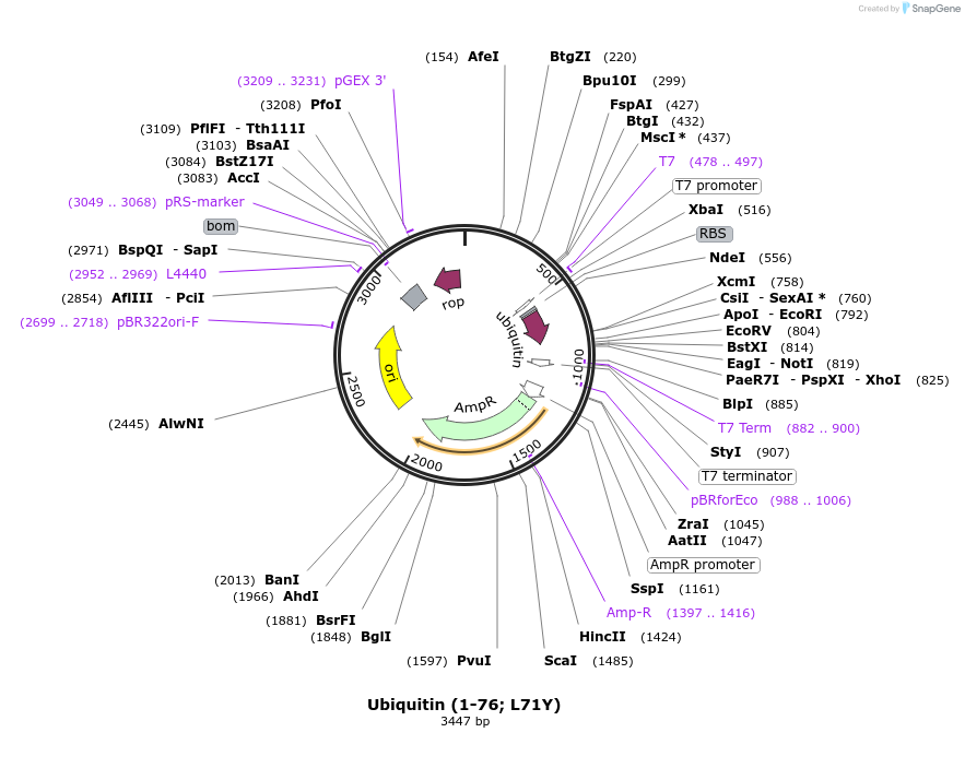 110756-plasmid-map-sequence-id-212942