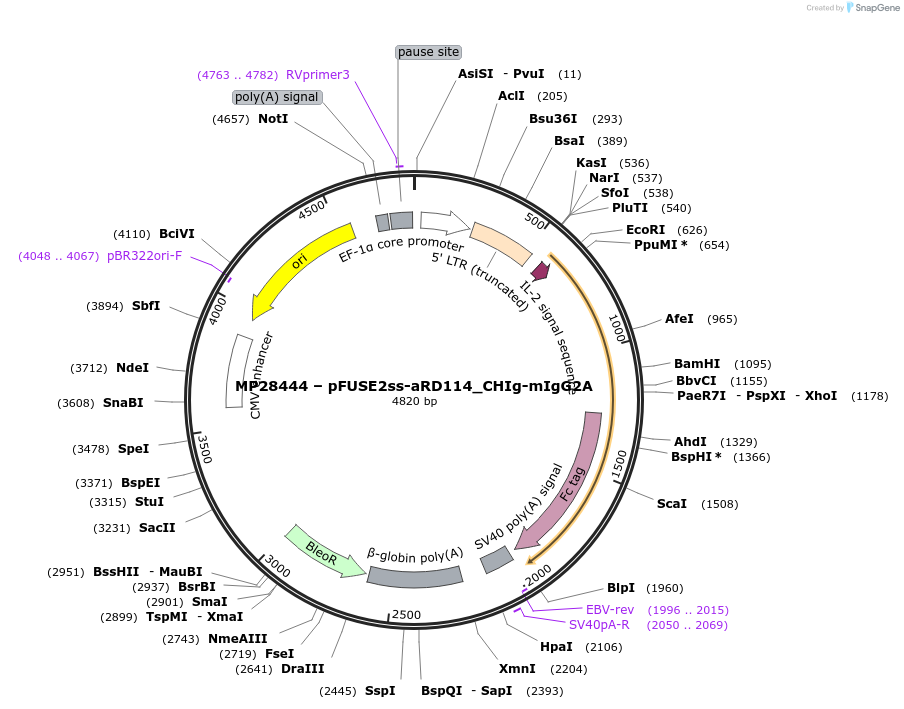 110555-plasmid-map-sequence-id-212943