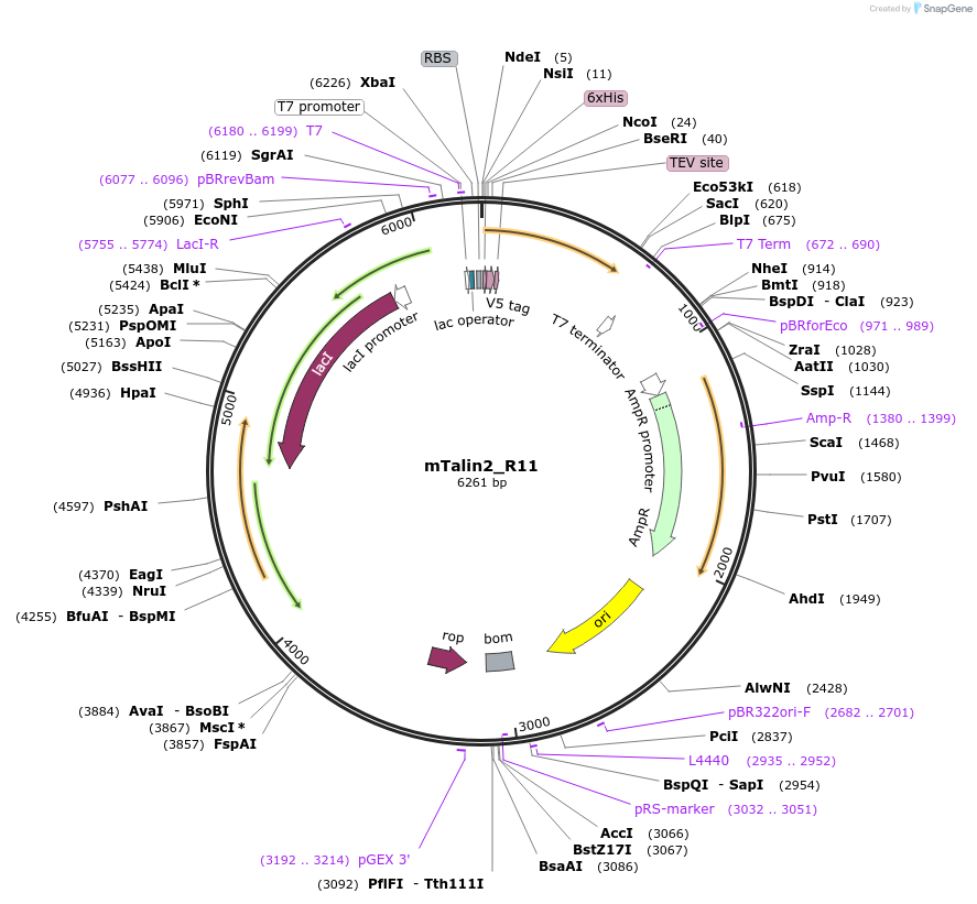 111044-plasmid-map-sequence-id-212950