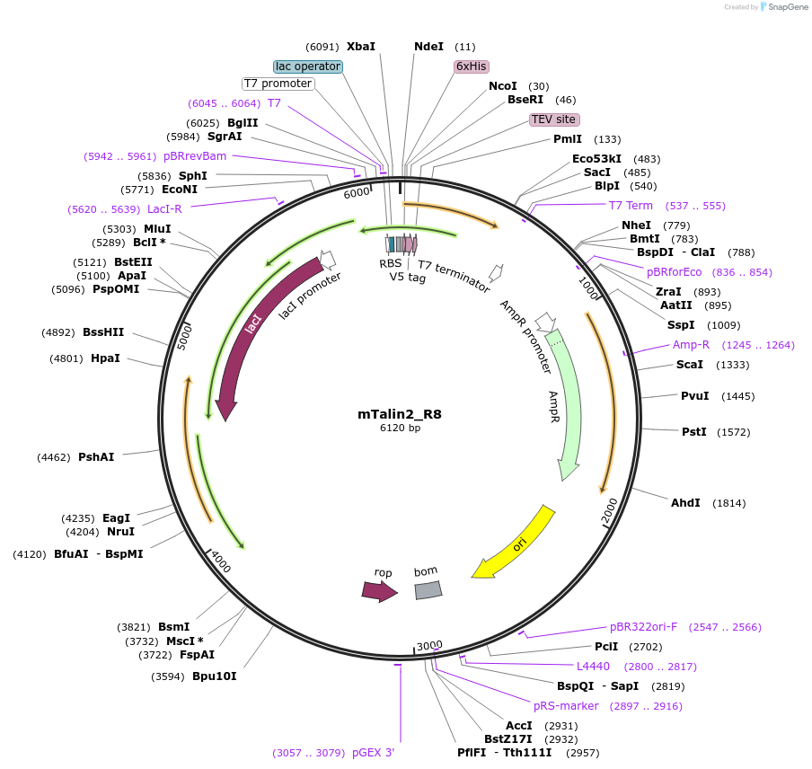 111040-plasmid-map-sequence-id-212951