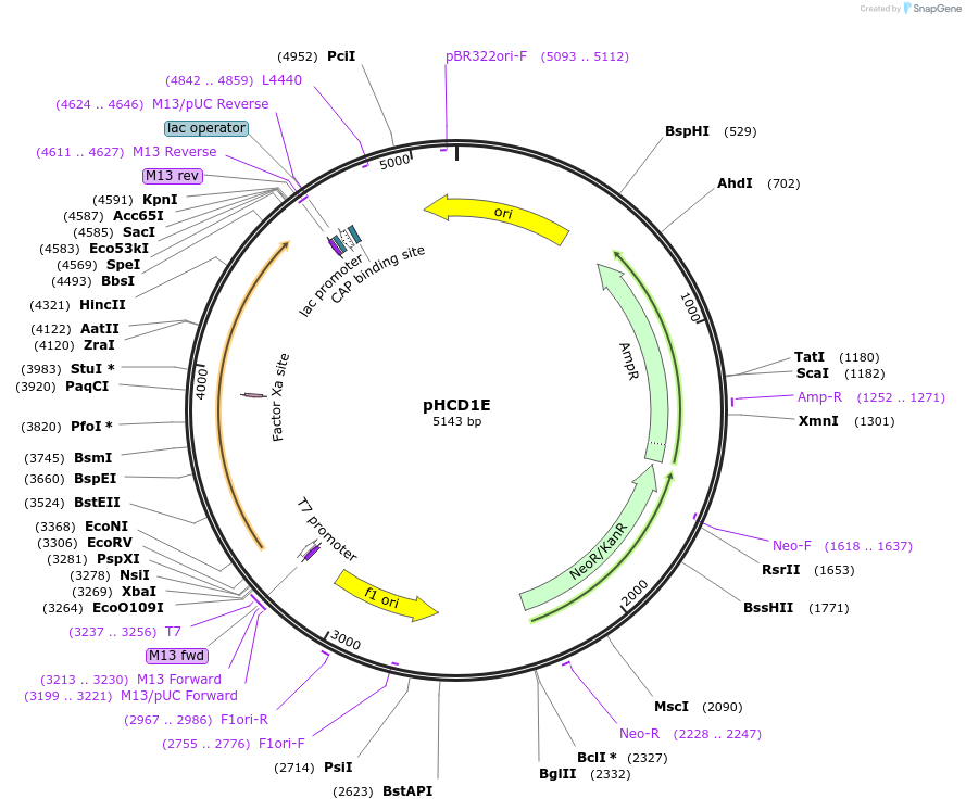 102956-plasmid-map-sequence-id-212953