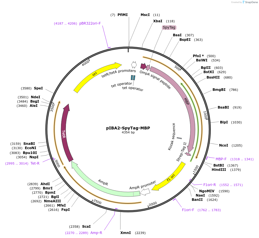 107422-plasmid-map-sequence-id-212955
