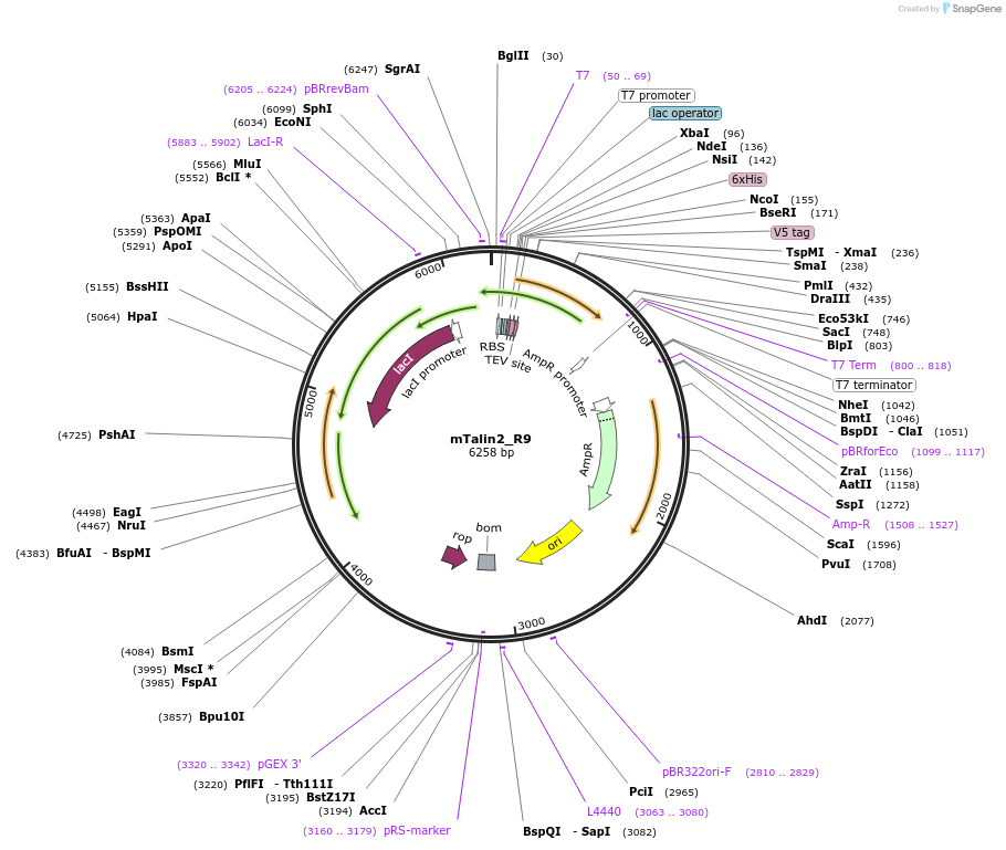 111042-plasmid-map-sequence-id-212957