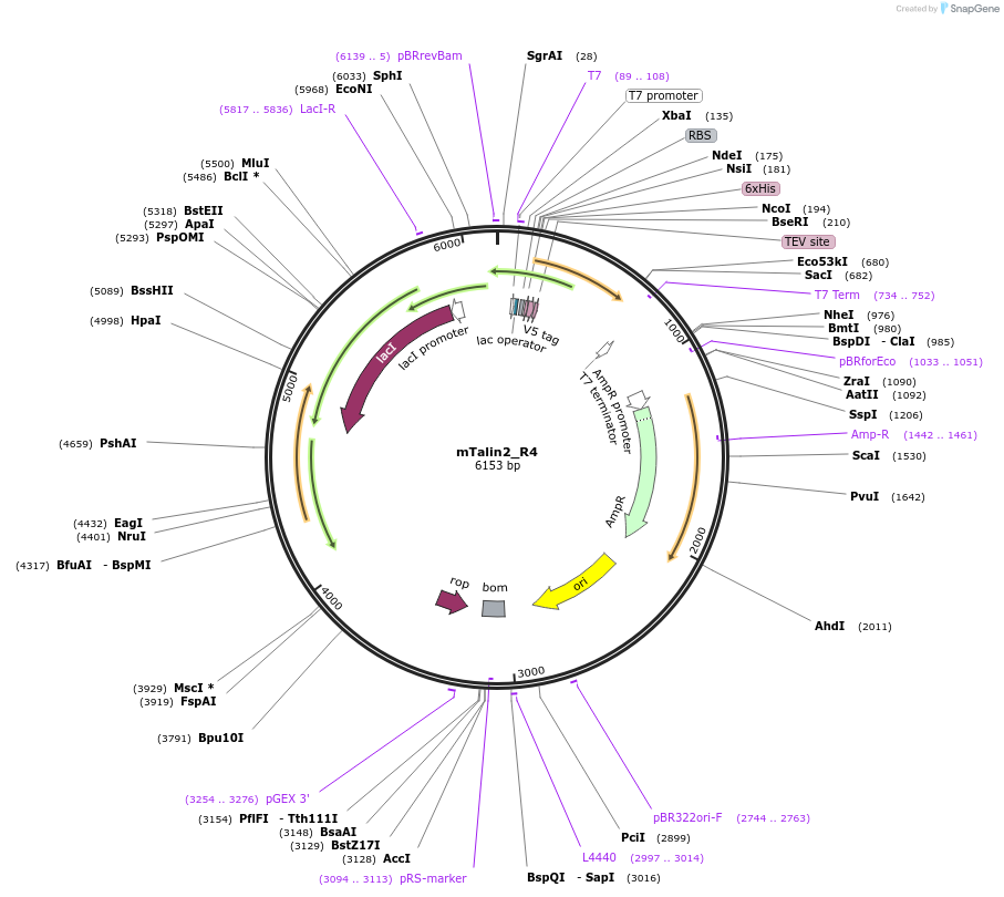 111036-plasmid-map-sequence-id-212962