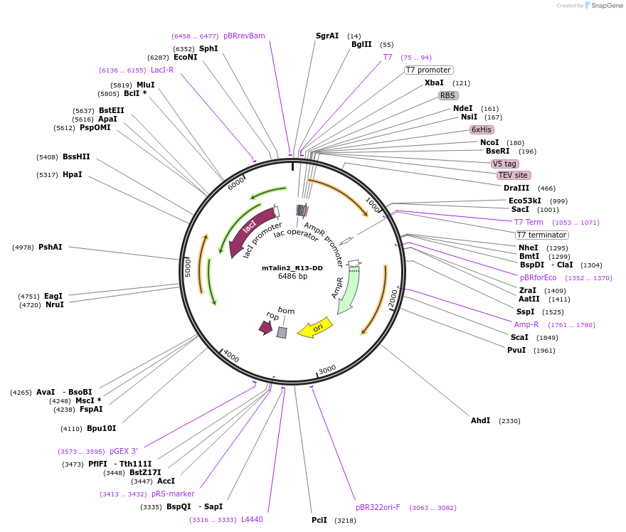 111047-plasmid-map-sequence-id-212964