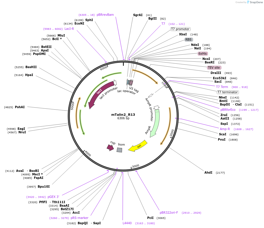 111046-plasmid-map-sequence-id-212966