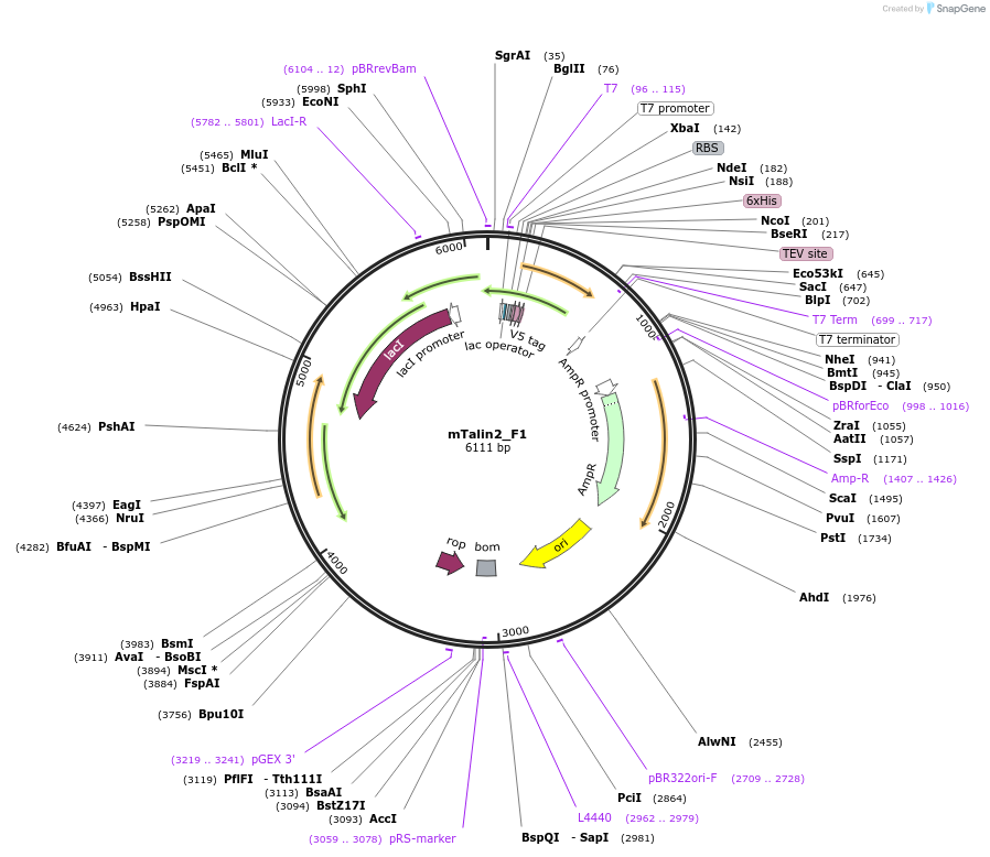 111029-plasmid-map-sequence-id-212968