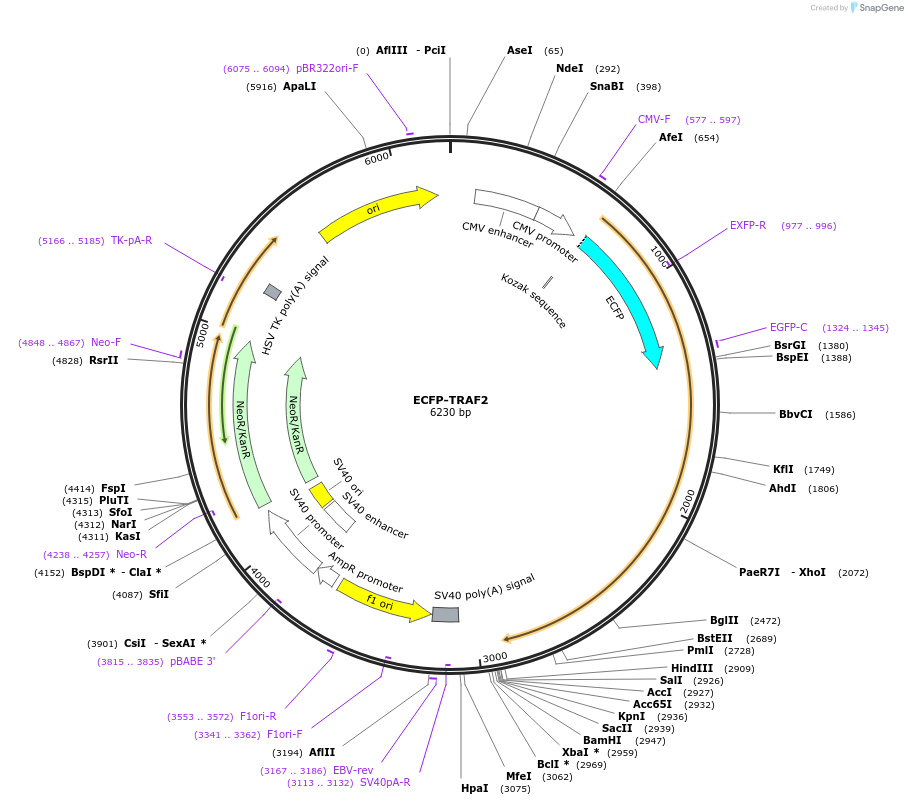 111201-plasmid-map-sequence-id-212971