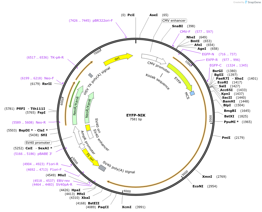 111208-plasmid-map-sequence-id-212990