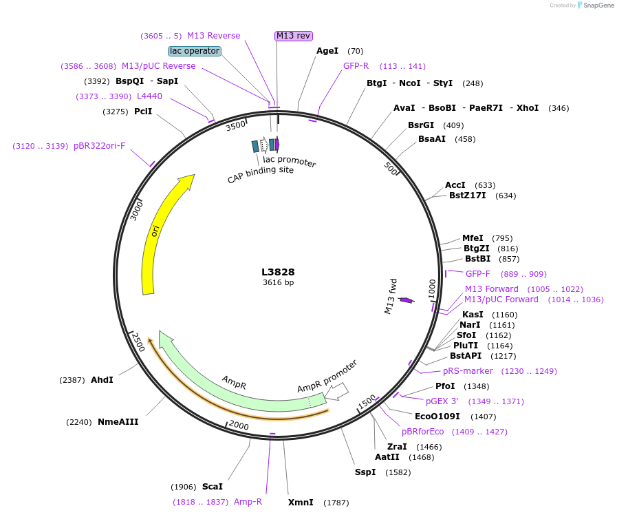 1603-plasmid-map-sequence-id-213
