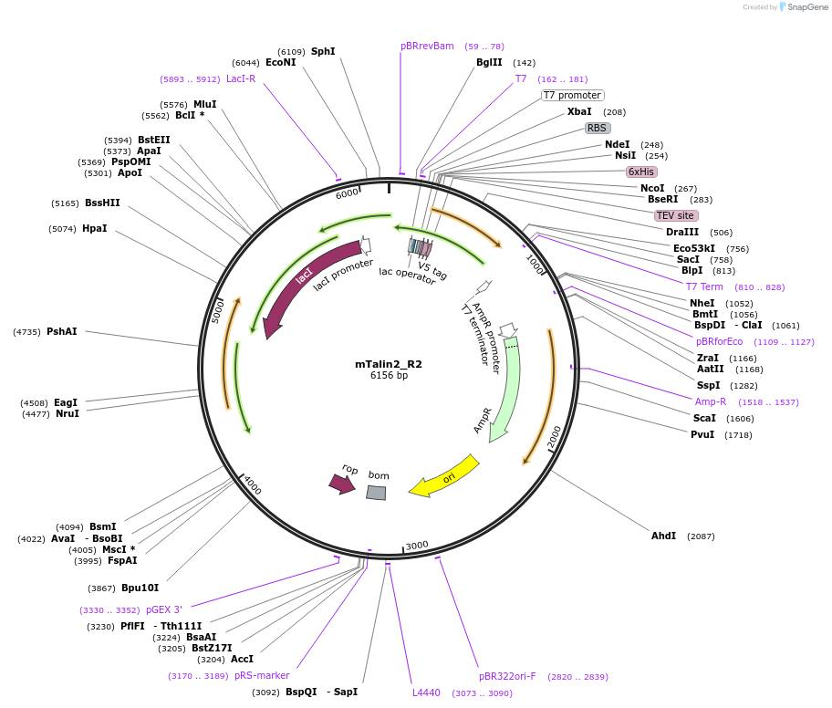 111034-plasmid-map-sequence-id-213043