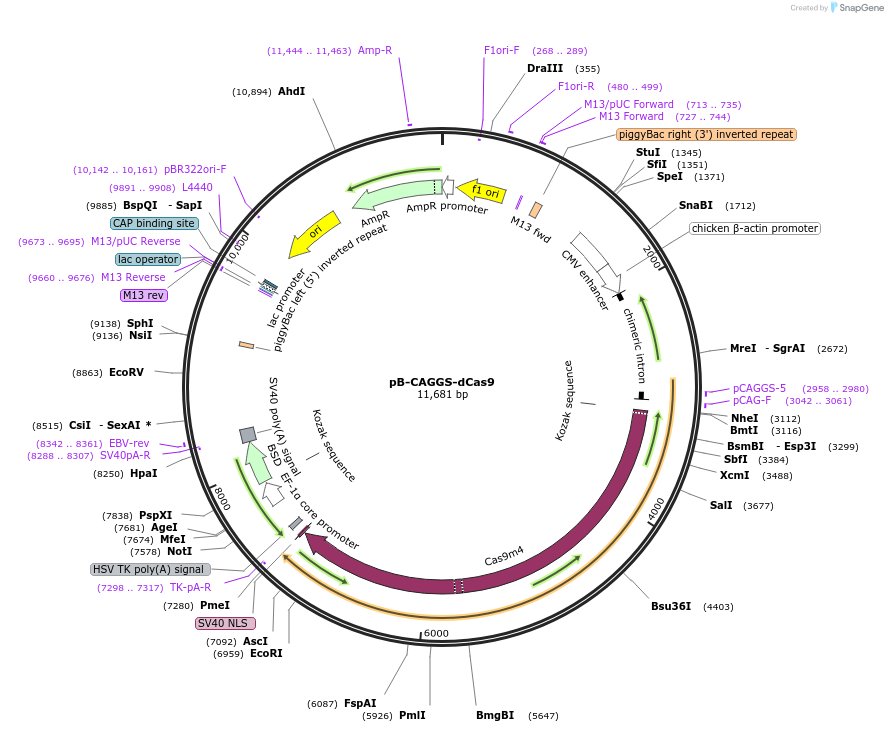 110823-plasmid-map-sequence-id-213056