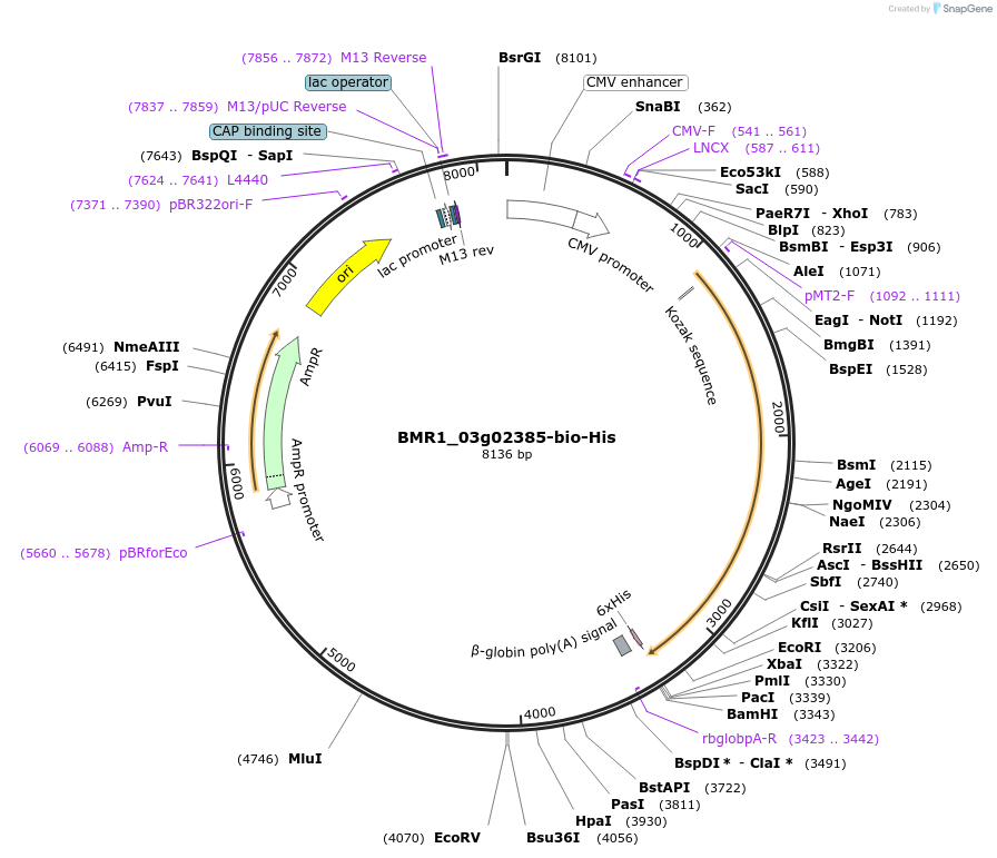 108040-plasmid-map-sequence-id-213057