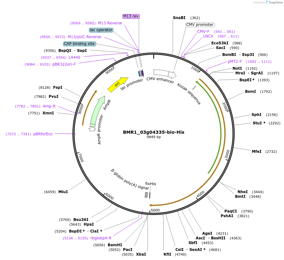 108000-plasmid-map-sequence-id-213068