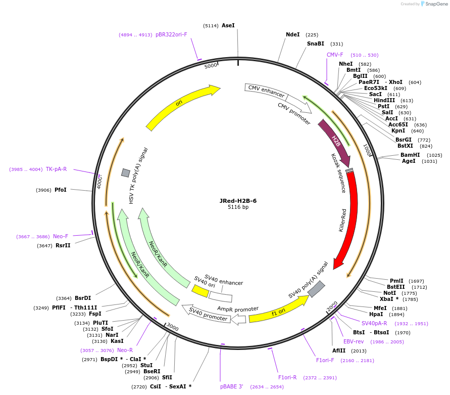 55928-plasmid-map-sequence-id-213069