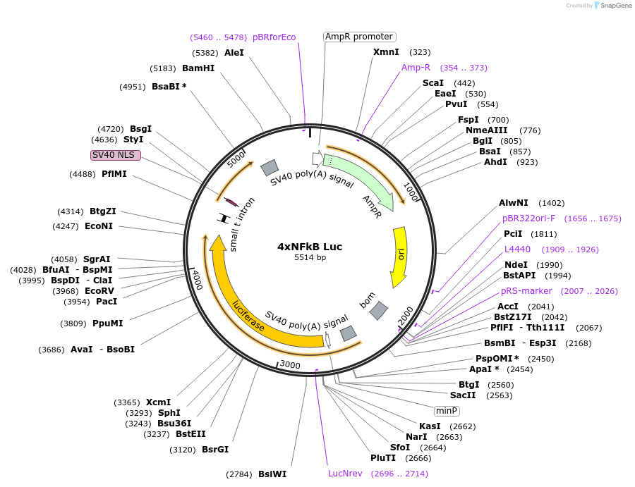 111216-plasmid-map-sequence-id-213082