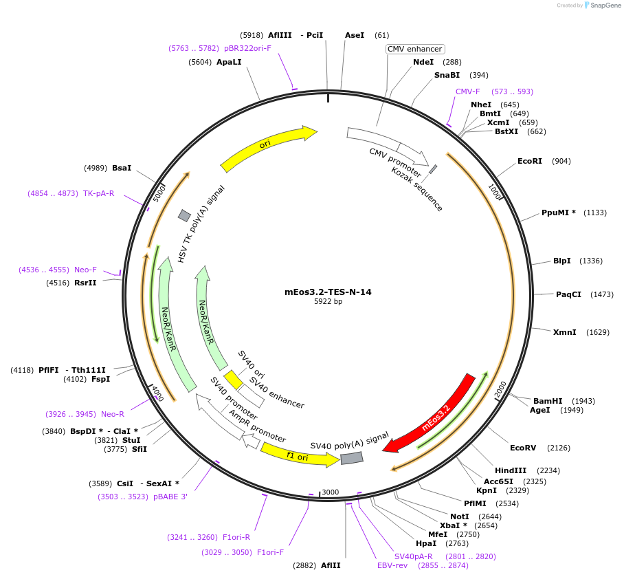57482-plasmid-map-sequence-id-213111