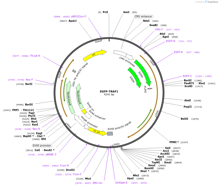 111199-plasmid-map-sequence-id-213113