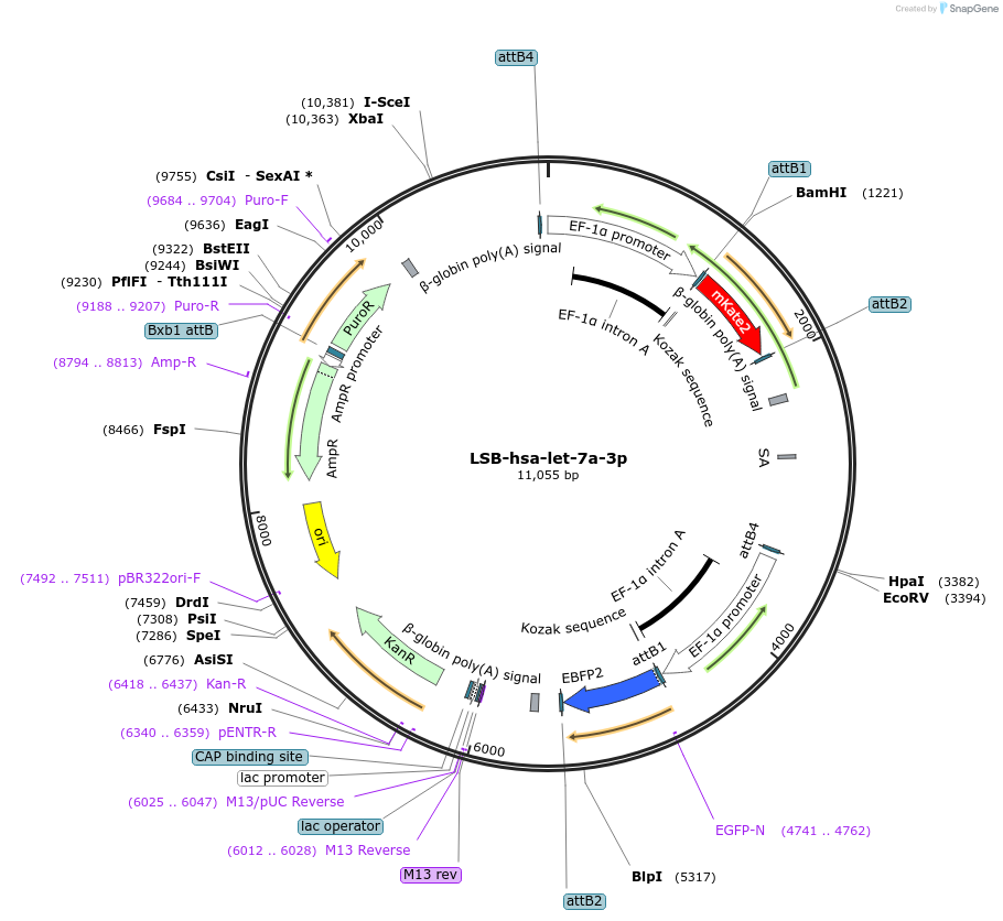 103145-plasmid-map-sequence-id-213122