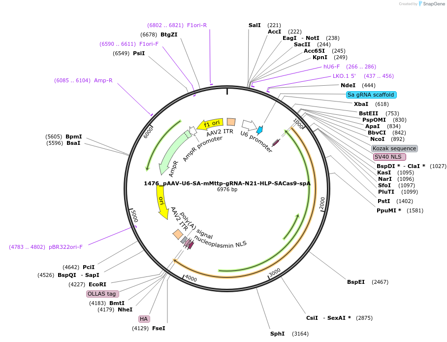 109315-plasmid-map-sequence-id-213139