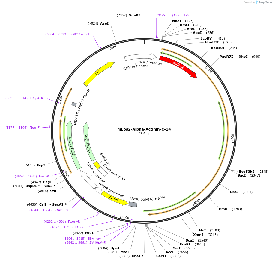 57347-plasmid-map-sequence-id-213141