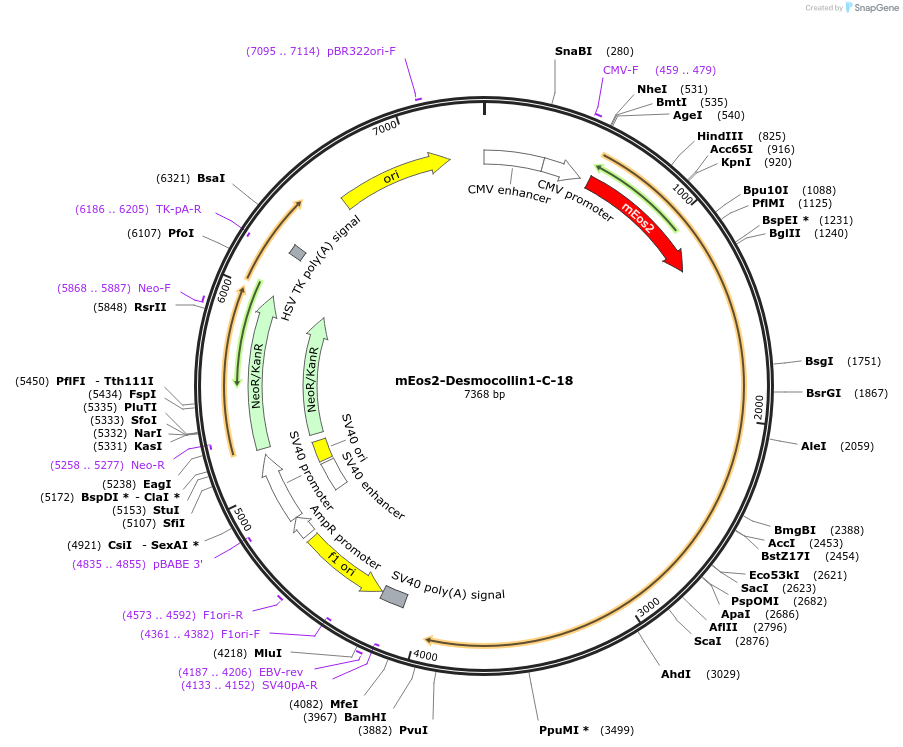 57369-plasmid-map-sequence-id-213150