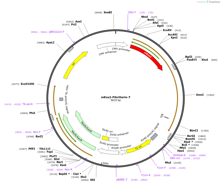 57377-plasmid-map-sequence-id-213153