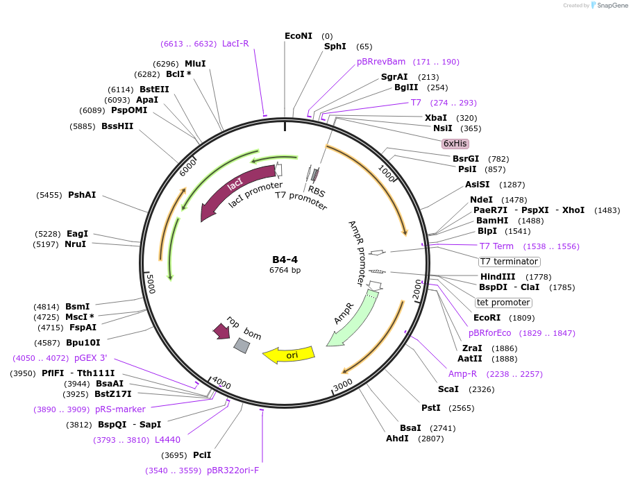 111478-plasmid-map-sequence-id-213173