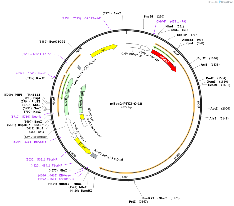 57412-plasmid-map-sequence-id-213178
